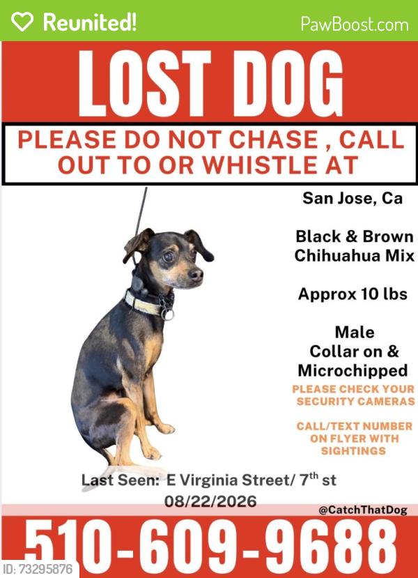 Reunited Male Dog last seen E Virginia St & 7th St, San Jose, CA 95112