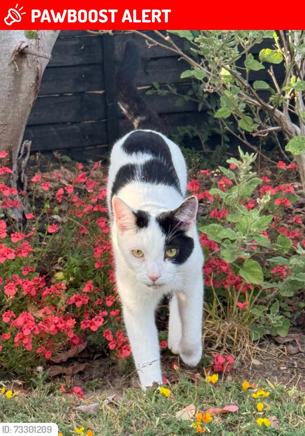 Lost Male Cat last seen Water tower, Nedging Tye, England IP7 7LH