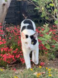 Lost Male Cat last seen Water tower, Nedging Tye, England IP7 7LH