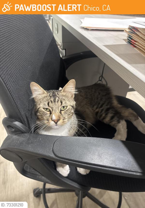 Found/Stray Male Cat last seen Ivy & Meyer st, Chico, CA 95928