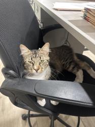 Found/Stray Male Cat last seen Ivy & Meyer st, Chico, CA 95928