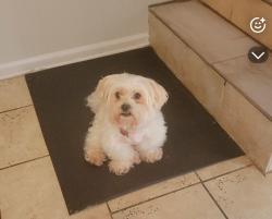 Lost Male Dog last seen Near Buckingham pl duluth, Duluth, GA 30096