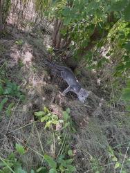 Found/Stray Unknown Cat last seen Hwy 52 and Cty rd 11, Pine Island, MN 55963