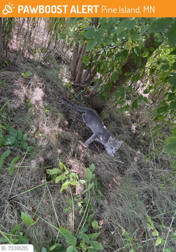 Found/Stray Unknown Cat last seen Hwy 52 and Cty rd 11, Pine Island, MN 55963