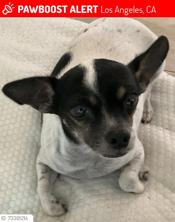 Lost Male Dog last seen Van Horne Ave and Lathrop st, Los Angeles, CA 90032
