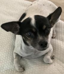 Lost Male Dog last seen Van Horne Ave and Lathrop st, Los Angeles, CA 90032