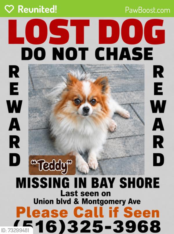 Reunited Male Dog last seen Montgomery Ave, Bay Shore, NY 11706
