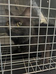 Found/Stray Female Cat last seen Walnut Hills High School, Cincinnati, OH 45207