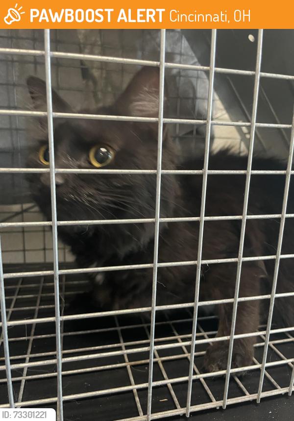 Found/Stray Female Cat last seen Walnut Hills High School, Cincinnati, OH 45207