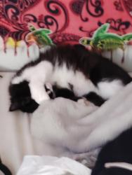Lost Female Cat last seen Near se ash st, Portland, OR 97233