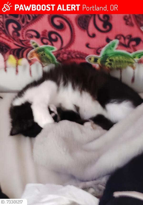 Lost Female Cat last seen Near se ash st, Portland, OR 97233