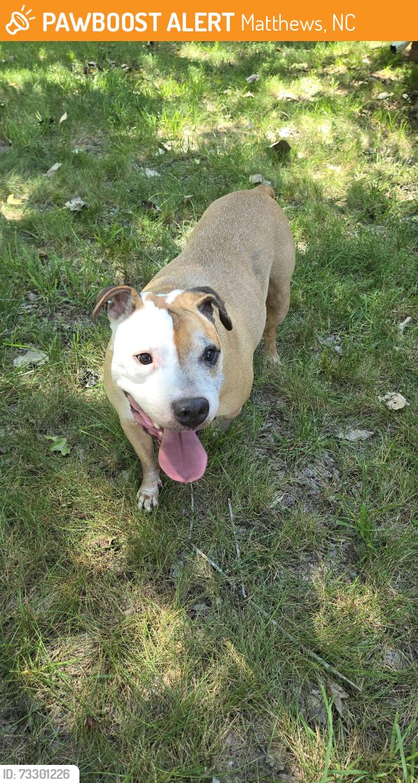 Found/Stray Male Dog last seen Margaret Wallace, Matthews, NC 28105