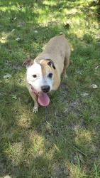Found/Stray Male Dog last seen Margaret Wallace, Matthews, NC 28105