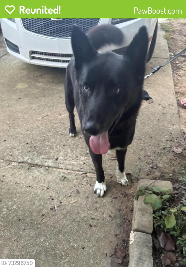 Reunited Male Dog last seen Hwy 98 and N Mineral Springs, Durham, NC 27703