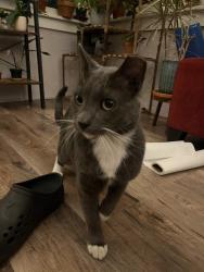 Found/Stray Unknown Cat last seen near 40th & Portland, Minneapolis, MN 55407