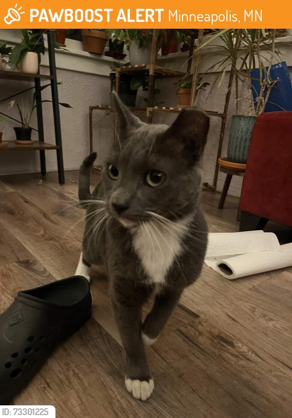 Found/Stray Unknown Cat last seen near 40th & Portland, Minneapolis, MN 55407