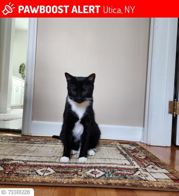 Lost Male Cat last seen Ravine and Wells Dr, Utica, NY 13502