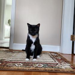 Lost Male Cat last seen Ravine and Wells Dr, Utica, NY 13502