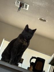 Lost Female Cat last seen Near Havron RD, Lawton, OK 73503