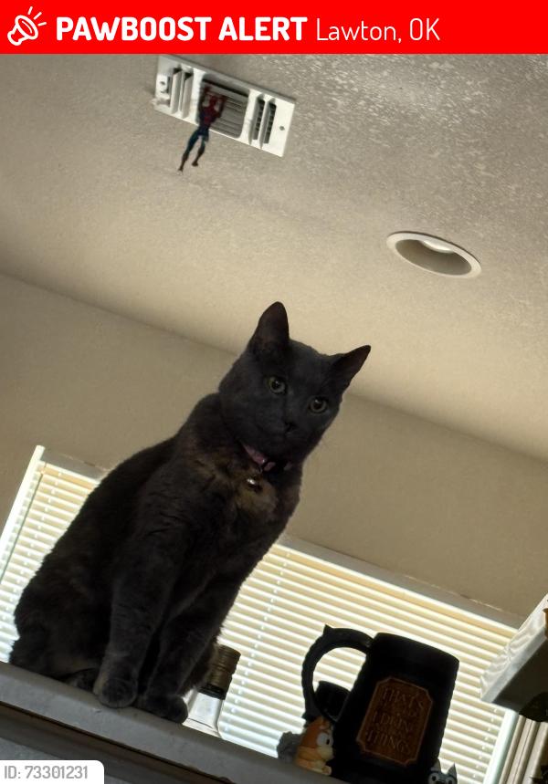Lost Female Cat last seen Near Havron RD, Lawton, OK 73503