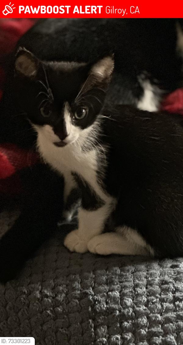 Lost Female Cat last seen Cypress, Gilroy, CA 95020