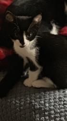 Lost Female Cat last seen Cypress, Gilroy, CA 95020