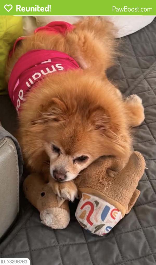 Reunited Female Dog last seen Flickinger, San Jose, CA 95131