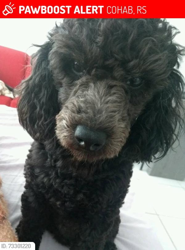 Lost Male Dog last seen Bairro piratini, COHAB, RS 