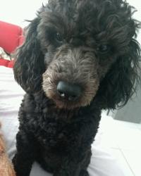 Lost Male Dog last seen Bairro piratini, COHAB, RS 