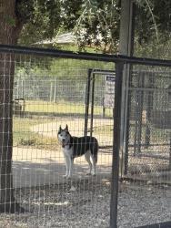 Found/Stray Female Dog last seen Mystic park, San Antonio, TX 78254