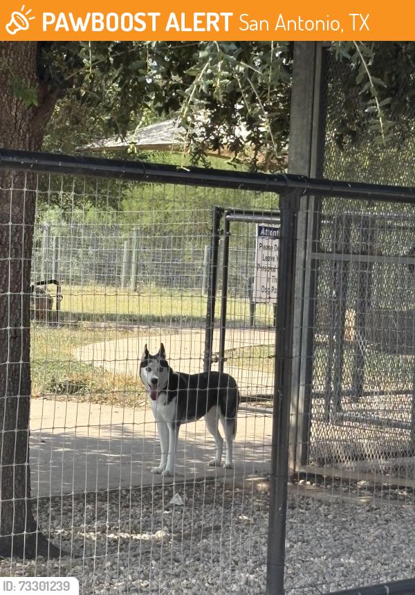 Found/Stray Female Dog last seen Mystic park, San Antonio, TX 78254