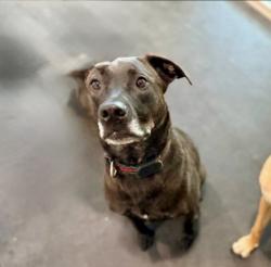 Reunited Female Dog last seen 211th and 80th, Langley Township, BC V2Y 2E9