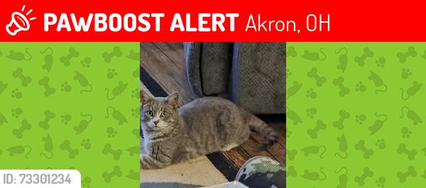 Lost Male Cat last seen 9th st., Akron, OH 44314