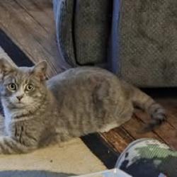 Lost Male Cat last seen 9th st., Akron, OH 44314