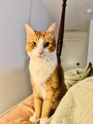 Reunited Male Cat last seen Oxenfree Princeton tx, Princeton, TX 75407