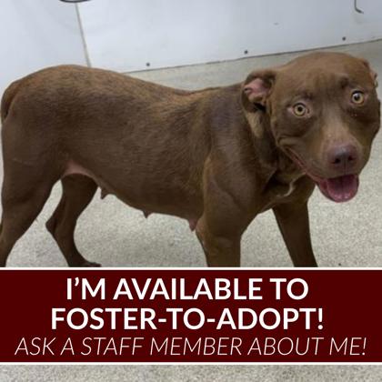 Shelter Stray Female Dog last seen Wilcox Ln and Blazing Trl, Brazos County, TX, 5359 Leonard Rd, Bryan, TX 77807, USA