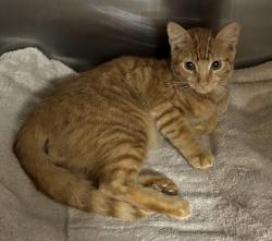 Shelter Stray Male Cat last seen Near Pierce Arrow Pkwy, Tucker, GA 30084, 30084, GA, 3280 Chamblee Dunwoody Rd, Chamblee, GA 30341, USA