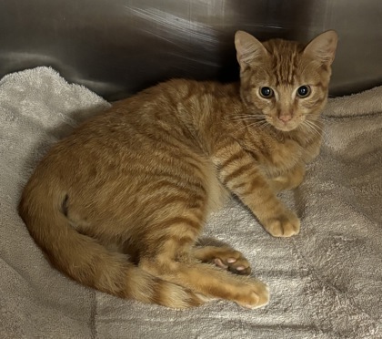 Shelter Stray Male Cat last seen Near Pierce Arrow Pkwy, Tucker, GA 30084, 30084, GA, 3280 Chamblee Dunwoody Rd, Chamblee, GA 30341, USA