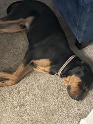 Reunited Male Dog last seen 69st and walnut park dr, Upper Darby Township, PA 19082