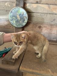 Found/Stray Unknown Cat last seen Big Finn Hill Park, Kirkland, WA, Kirkland, WA 98034