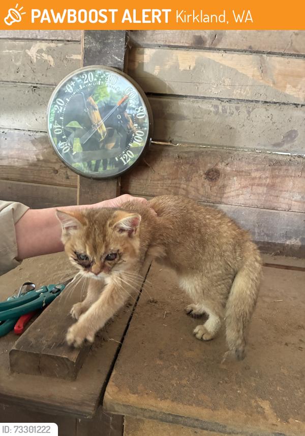 Found/Stray Unknown Cat last seen Big Finn Hill Park, Kirkland, WA, Kirkland, WA 98034