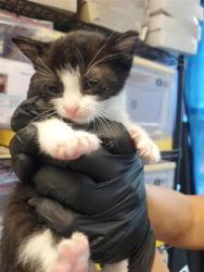 Shelter Stray Male Cat last seen Near n Zaragoza Rd, CITY of El Paso, TX, 5001 Fred Wilson Ave, El Paso, TX 79906, USA