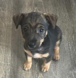 Shelter Stray Male Dog last seen Near Prospect Park Dr., Rancho Cordova, CA, 6201 Florin Perkins Rd, Sacramento, CA 95828, USA