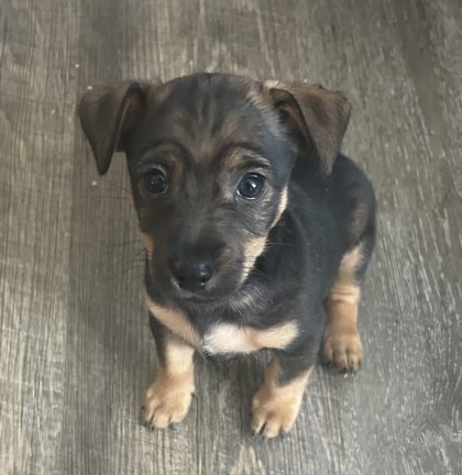 Shelter Stray Male Dog last seen Near Prospect Park Dr., Rancho Cordova, CA, 6201 Florin Perkins Rd, Sacramento, CA 95828, USA