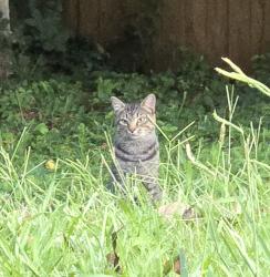 Found/Stray Male Cat last seen Margaret Wallace, Matthews, NC 28105