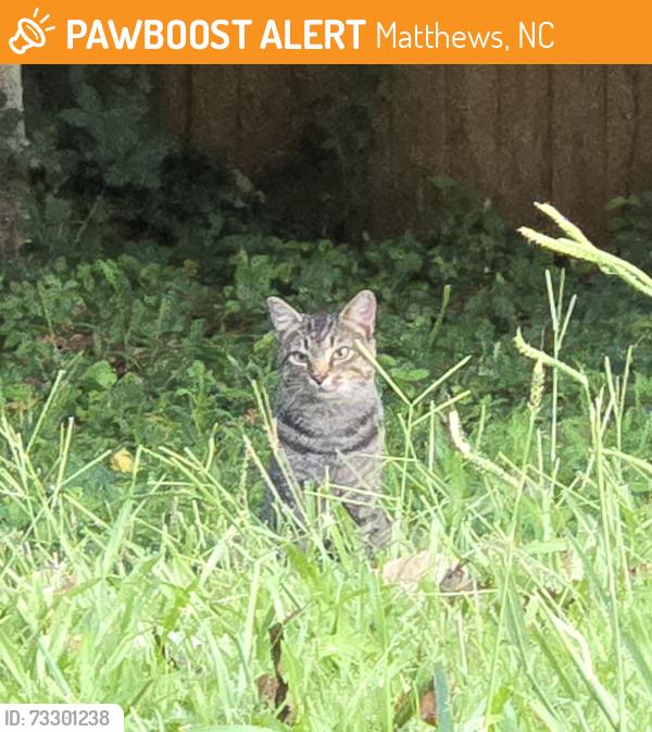 Found/Stray Male Cat last seen Margaret Wallace, Matthews, NC 28105