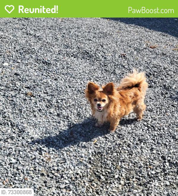Reunited Female Dog last seen E Marine View Dr, Everett, WA 98201, USA, Everett, WA 98201