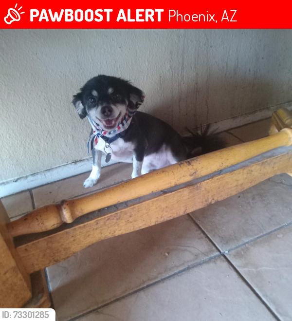 Lost Male Dog last seen 67th and Indian school, Phoenix, AZ 85033