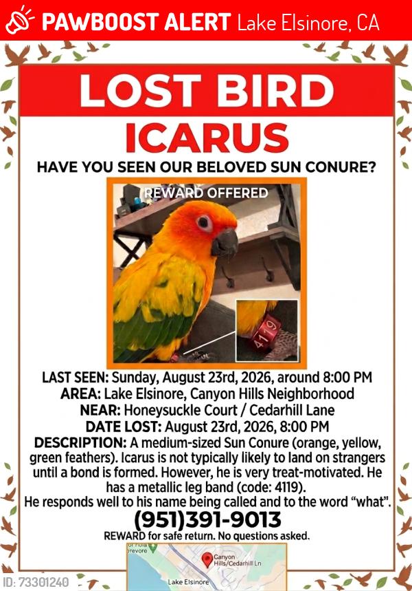 Lost Unknown Bird last seen Cottonwood Canyon Elementary School, Lake Elsinore, CA 92532