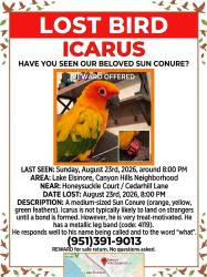 Lost Unknown Bird last seen Cottonwood Canyon Elementary School, Lake Elsinore, CA 92532